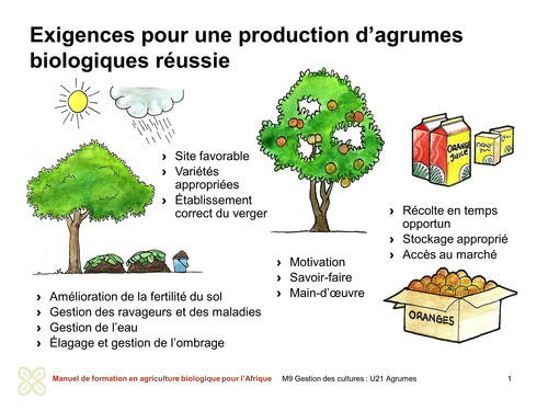 Exigences pour une production biologique réussie d'agrumes