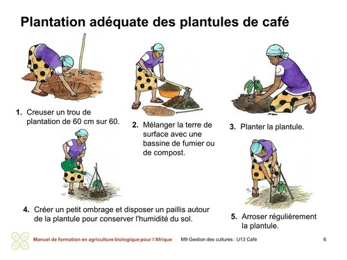 Plantation correcte des plants de café