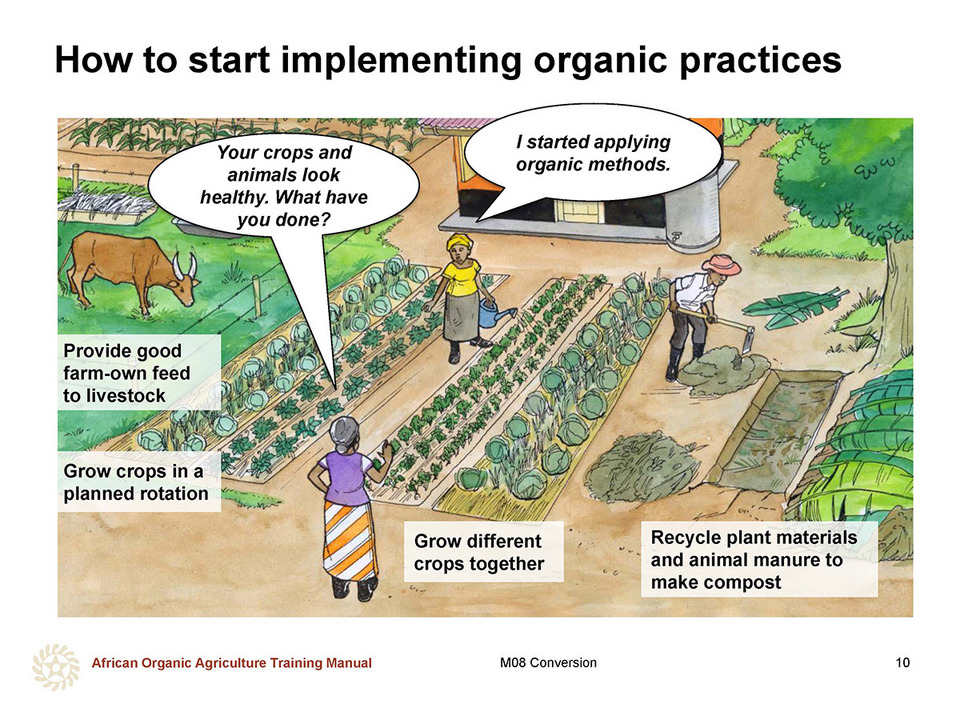 How To Start Organic Farming: A Beginner's Guide to Success