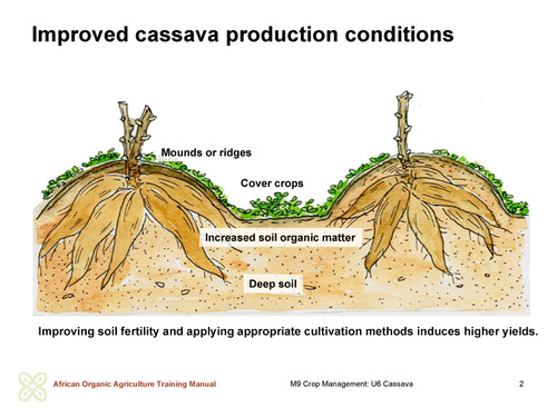 Improved cassava production conditions
