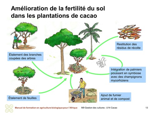 Amélioration de la fertilité des sols dans les plantations de cacao