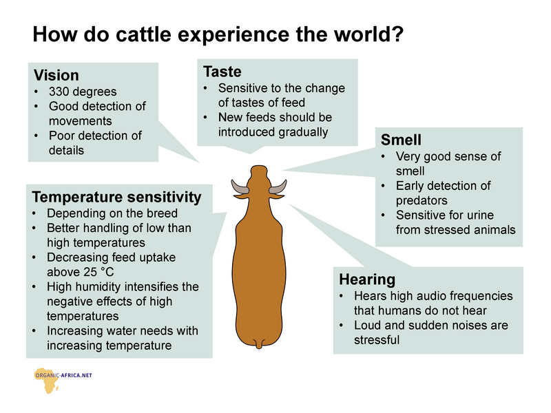 Organic Africa - Natural Behaviour