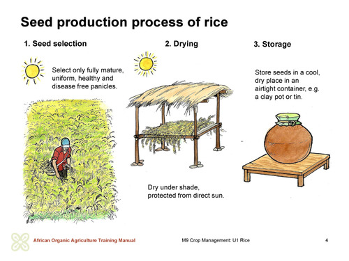 Seed production process of rice