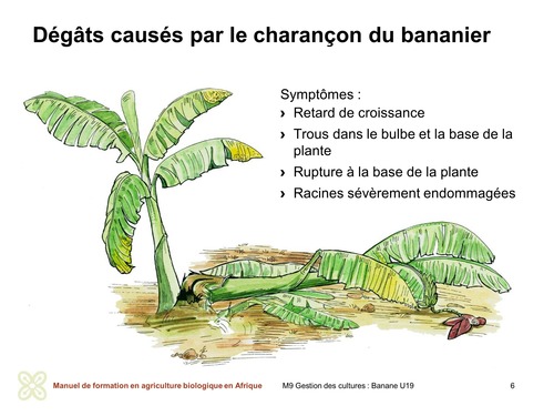 Symptômes des dommages causés par le charançon du bananier