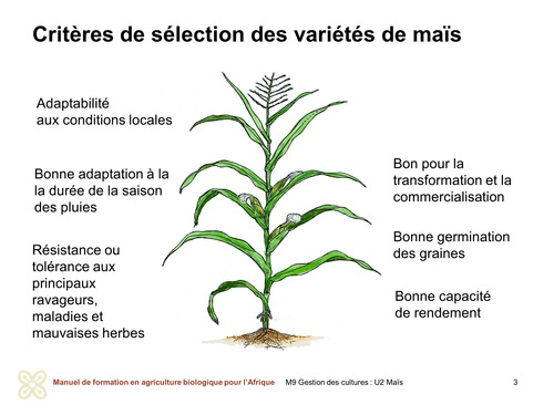 Critères de sélection des variétés de maïs
