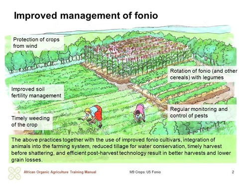 Improved management of fonio