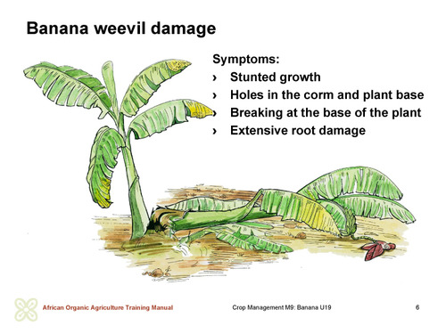 Banana weevil damage symptoms