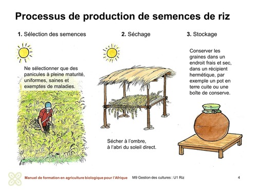 Processus de production de semences de riz