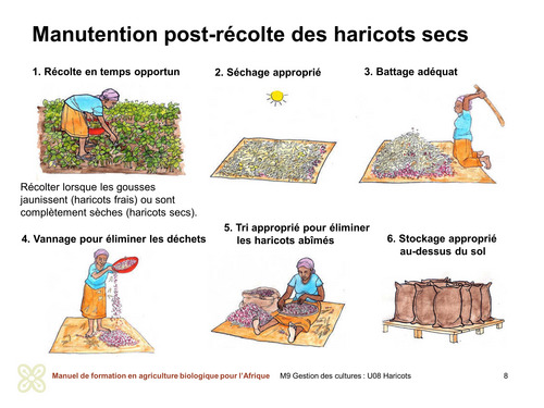 Traitement post-récolte des haricots secs