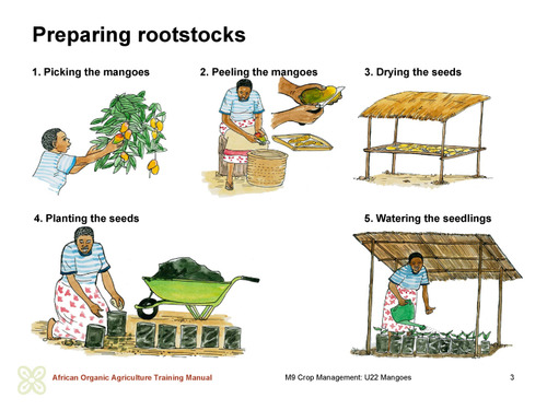 Preparing rootstocks