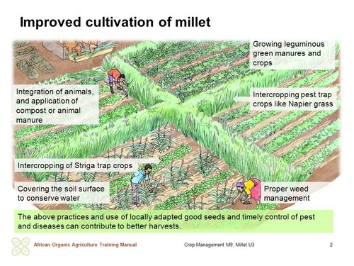 Improved cultivation of millet