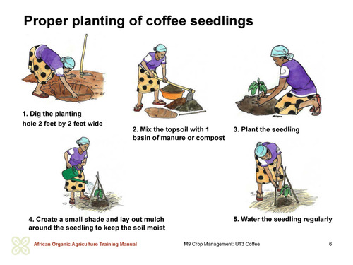 Proper planting of coffee seedlings