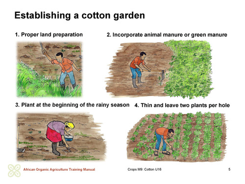 Establishing a cotton garden