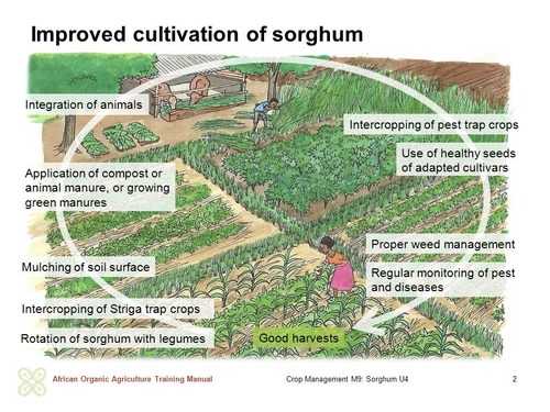 Improved cultivation of sorghum