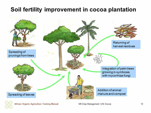 Soil fertility improvement in cocoa plantation