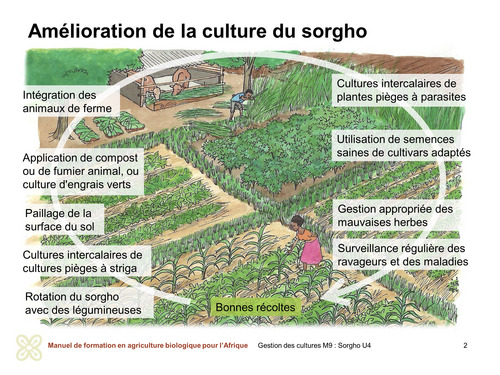 Amélioration de la culture du sorgho