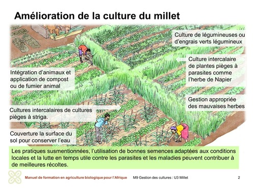 Amélioration de la culture du millet