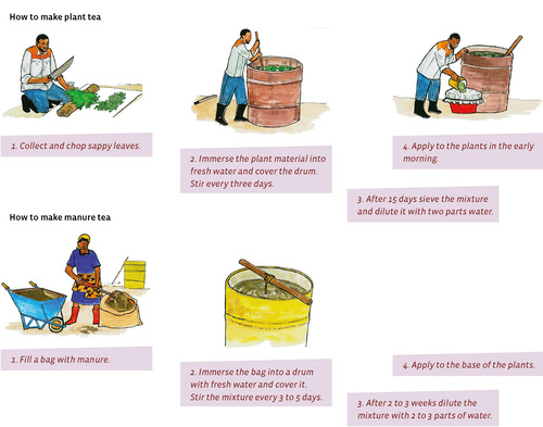 Illustration on how to make plant tea and manure tea