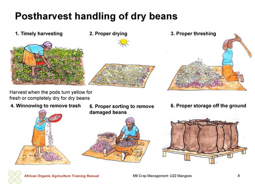 Postharvest handling of dry beans