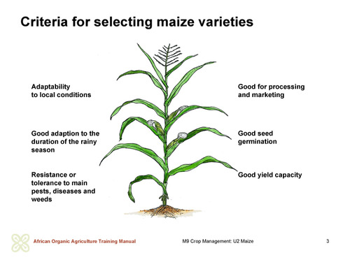 Criteria for selecting maize varieties