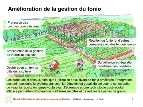 Amélioration de la gestion du fonio